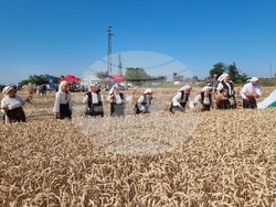 Вълчедръм -жътва - откриване