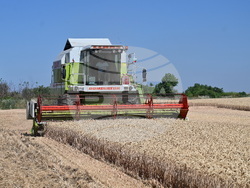 Вълчедръм -жътва - откриване