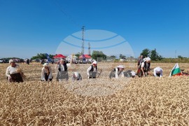 Вълчедръм -жътва - откриване