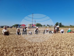 Вълчедръм -жътва - откриване