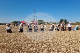 Вълчедръм -жътва - откриване