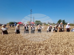 Вълчедръм -жътва - откриване