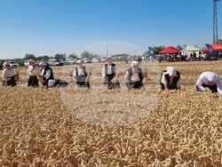 Вълчедръм -жътва - откриване