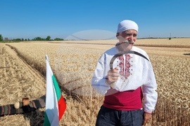 Вълчедръм -жътва - откриване