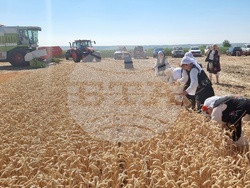 Вълчедръм -жътва - откриване