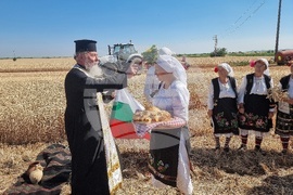 Вълчедръм -жътва - откриване