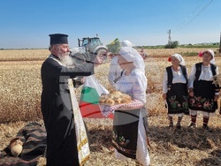 Вълчедръм -жътва - откриване