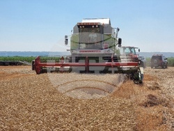 Вълчедръм -жътва - откриване