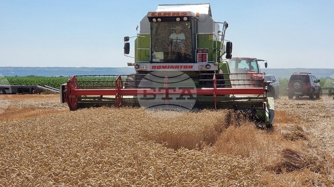 При пожар в нива с ечемик край Бойчиновци са изгорели 30 декара готова продукция