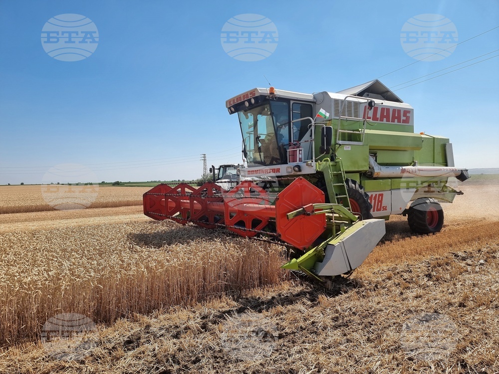 Очакванията за добив на зимни зърнени култури в ЕС са положителни, а за България са изключително високи, сочи анализ на ЕК