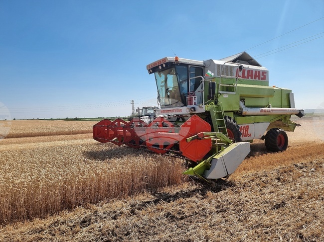 Среден добив от 531 килограма от декар пшеница отчитат към края на юли стопаните в Търговищка област, жътвата продължава