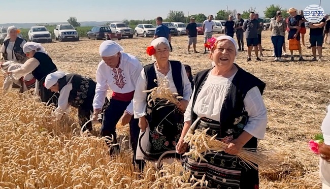 Жътвата в област Монтана беше открита с ритуал край Вълчедръм