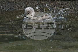 Турция - парк „Кугулу парк“ (Kuğulu Park - Паркът на лебедите) - лебеди