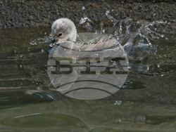 Турция - парк „Кугулу парк“ (Kuğulu Park - Паркът на лебедите) - лебеди