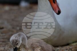 Турция - парк „Кугулу парк“ (Kuğulu Park - Паркът на лебедите) - лебеди