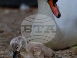 Турция - парк „Кугулу парк“ (Kuğulu Park - Паркът на лебедите) - лебеди