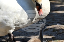 Турция - парк „Кугулу парк“ (Kuğulu Park - Паркът на лебедите) - лебеди