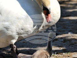 Турция - парк „Кугулу парк“ (Kuğulu Park - Паркът на лебедите) - лебеди