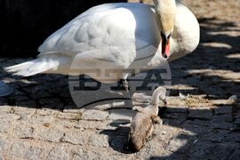 Турция - парк „Кугулу парк“ (Kuğulu Park - Паркът на лебедите) - лебеди