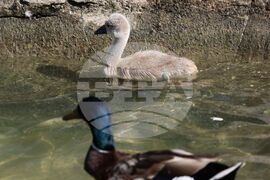 Турция - парк „Кугулу парк“ (Kuğulu Park - Паркът на лебедите) - лебеди