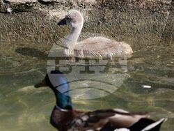 Турция - парк „Кугулу парк“ (Kuğulu Park - Паркът на лебедите) - лебеди