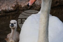 Турция - парк „Кугулу парк“ (Kuğulu Park - Паркът на лебедите) - лебеди