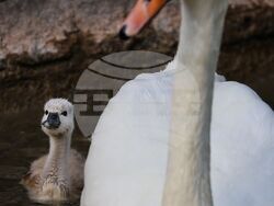 Турция - парк „Кугулу парк“ (Kuğulu Park - Паркът на лебедите) - лебеди