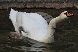 Турция - парк „Кугулу парк“ (Kuğulu Park - Паркът на лебедите) - лебеди
