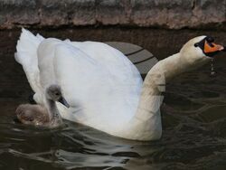 Турция - парк „Кугулу парк“ (Kuğulu Park - Паркът на лебедите) - лебеди