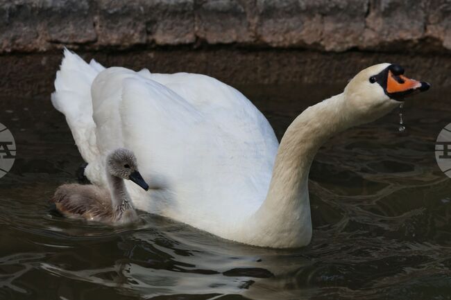 След 15 години в парк „Кугулу“ в Анкара се излюпи бяло лебедче