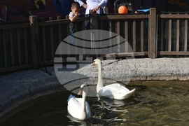 Турция - парк „Кугулу парк“ (Kuğulu Park - Паркът на лебедите) - лебеди