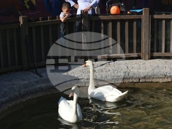 Турция - парк „Кугулу парк“ (Kuğulu Park - Паркът на лебедите) - лебеди