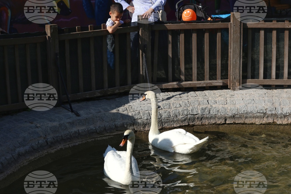 Турция - парк „Кугулу парк“ (Kuğulu Park - Паркът на лебедите) - лебеди