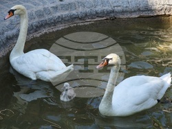 Турция - парк „Кугулу парк“ (Kuğulu Park - Паркът на лебедите) - лебеди