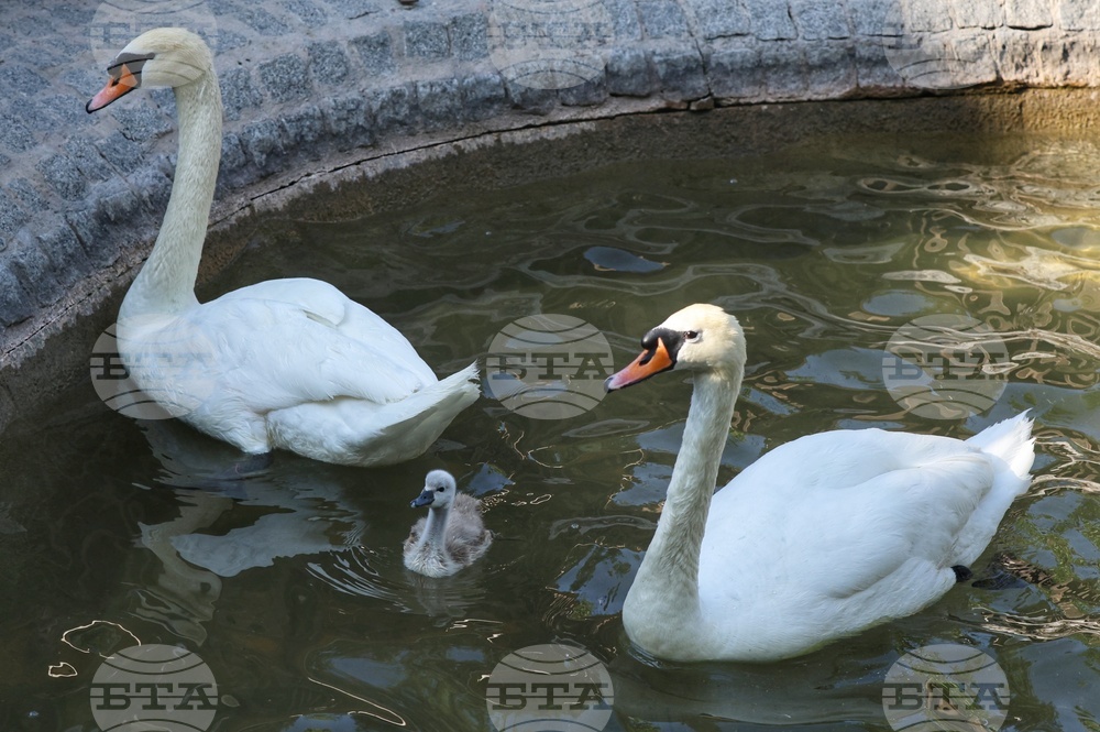 Турция - парк „Кугулу парк“ (Kuğulu Park - Паркът на лебедите) - лебеди