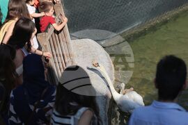 Турция - парк „Кугулу парк“ (Kuğulu Park - Паркът на лебедите) - лебеди