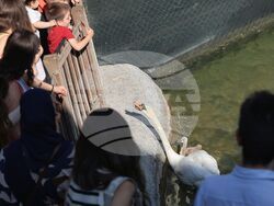 Турция - парк „Кугулу парк“ (Kuğulu Park - Паркът на лебедите) - лебеди