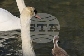 Турция - парк „Кугулу парк“ (Kuğulu Park - Паркът на лебедите) - лебеди