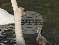 Турция - парк „Кугулу парк“ (Kuğulu Park - Паркът на лебедите) - лебеди