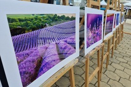 Чирпан - Фестивал на лавандулата - откриване