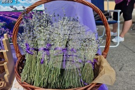 Чирпан - Фестивал на лавандулата - откриване