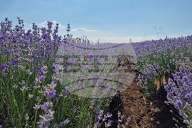 Чирпан - Фестивал на лавандулата - откриване