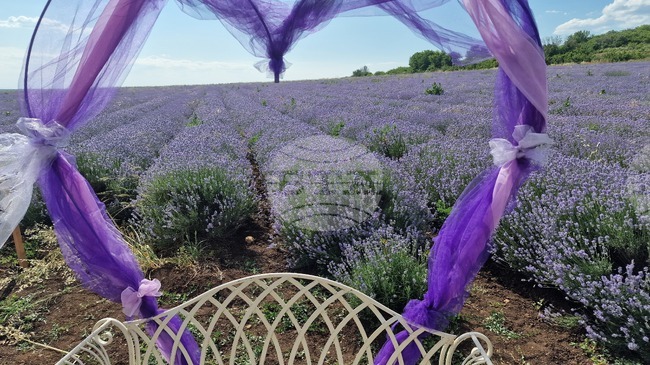 Петото издание на Международния фестивал на лавандулата в Чирпан започва на 19 юни