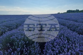 Чирпан - Фестивал на лавандулата - откриване