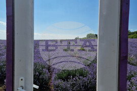 Чирпан - Фестивал на лавандулата - откриване