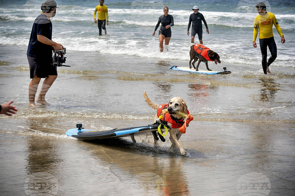 Huntington Beach Dog Surfing