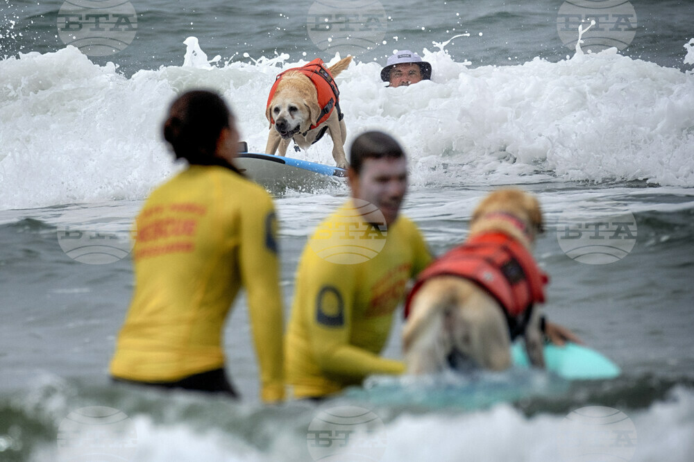 Huntington Beach Dog Surfing