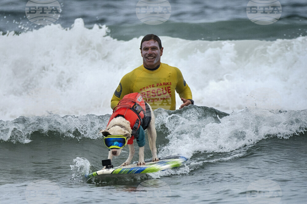 Huntington Beach Dog Surfing