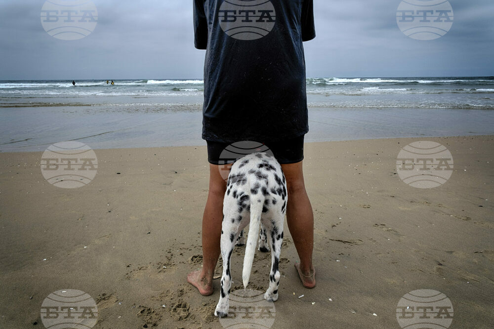 Huntington Beach Dog Surfing