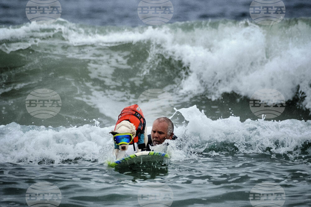 Huntington Beach Dog Surfing